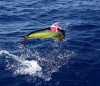Dolphinfish going off